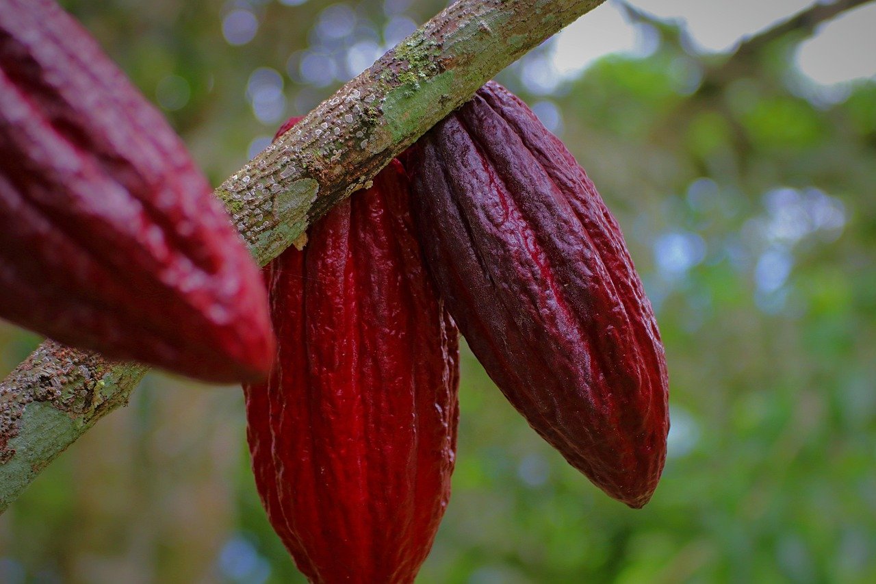 Origine du cacao World Cocoa Market